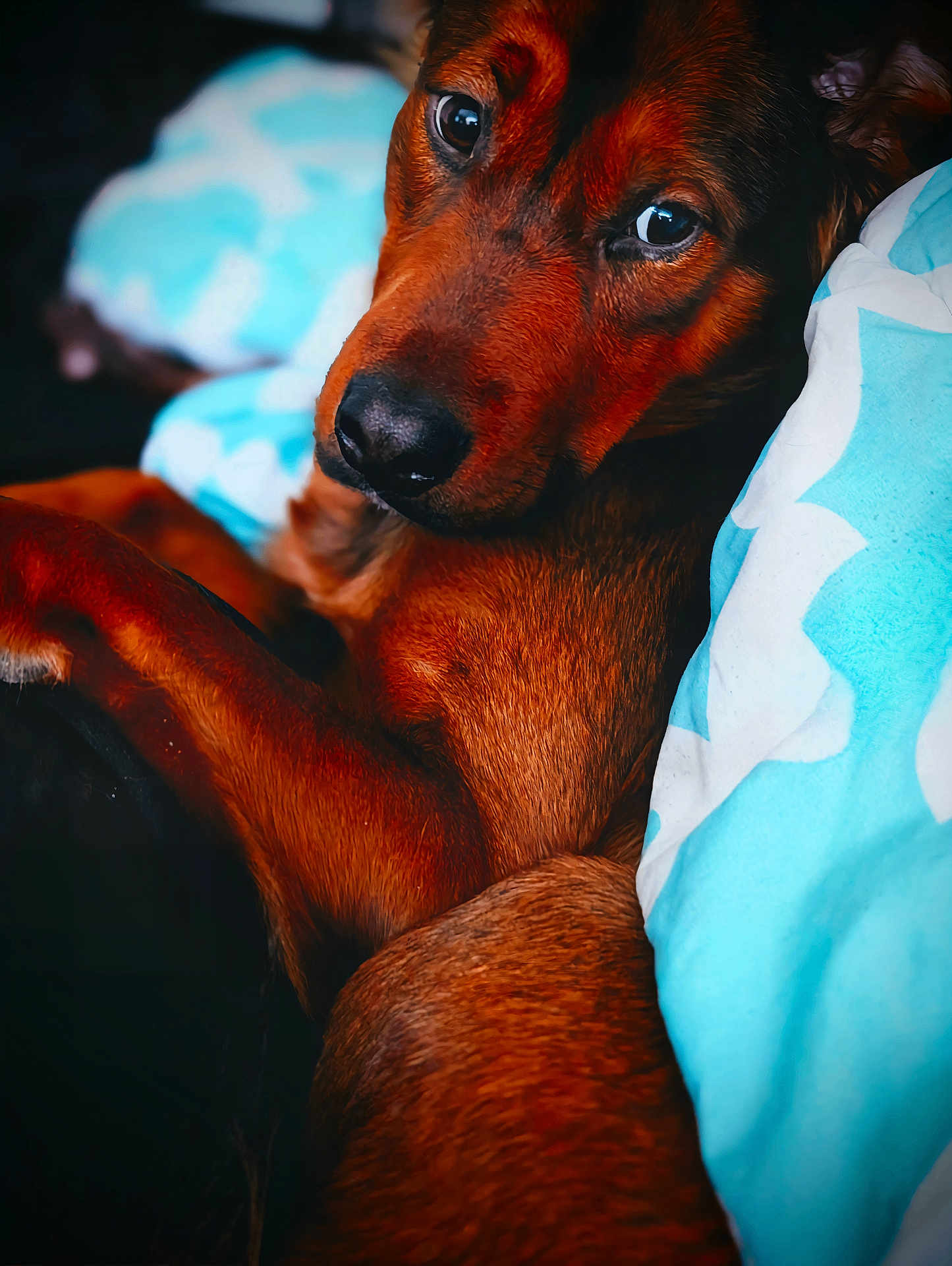 Bearbear joined the competition — help win amazing prizes! dog, brown_dog, close_up, bed, blanket, blue_blanket, white_pattern, cozy, pet, animal, fur, portrait, looking, cute, indoors, comfort, resting, sleepy, paw, snuggle
