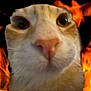 cat, close_up, face, nose, whiskers, orange_fur, white_fur, eyes, pet, animal, curious, background, fire, flames, dramatic, expression, portrait, feline, domestic_cat, funny