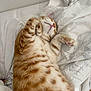 cat, orange_tabby, sleeping, bed, white_sheets, cozy, fur, animal, pet, relaxed, cute, paws, whiskers, indoor, resting, feline, striped, domestic_cat, nap, soft