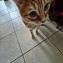 cat, orange_tabby, curious, close_up, whiskers, floor, tile_floor, indoor, pet, animal, feline, wide_eyes, standing, ears, nose, fur, domestic, home, background, natural_light
