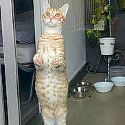 Whisky participe au concours pour gagner de l'argent avec cette photo : cat, orange_tabby, standing, glass_door, curious, indoor, pet_bowls, plant, floor, reflection, paws, whiskers, ears, window, home, animal, feline, domestic_cat, looking_up, cute