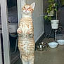 cat, orange_tabby, standing, glass_door, curious, indoor, pet_bowls, plant, floor, reflection, paws, whiskers, ears, window, home, animal, feline, domestic_cat, looking_up, cute