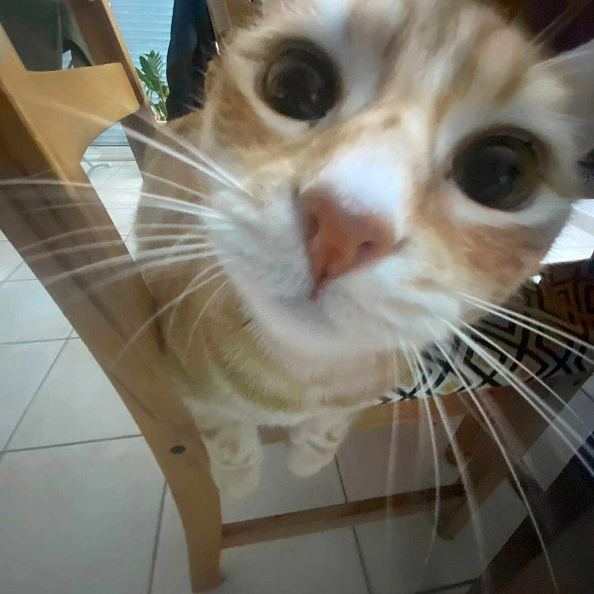 Whisky a rejoint le concours — aidez-le/la à gagner de superbes lots ! animal, cat, chair, close_range, close_up, curious, cute, domestic, eyes, feline, floor, home, indoor, nose, orange_cat, pet, tabby, tiled_floor, whiskers, wooden_chair