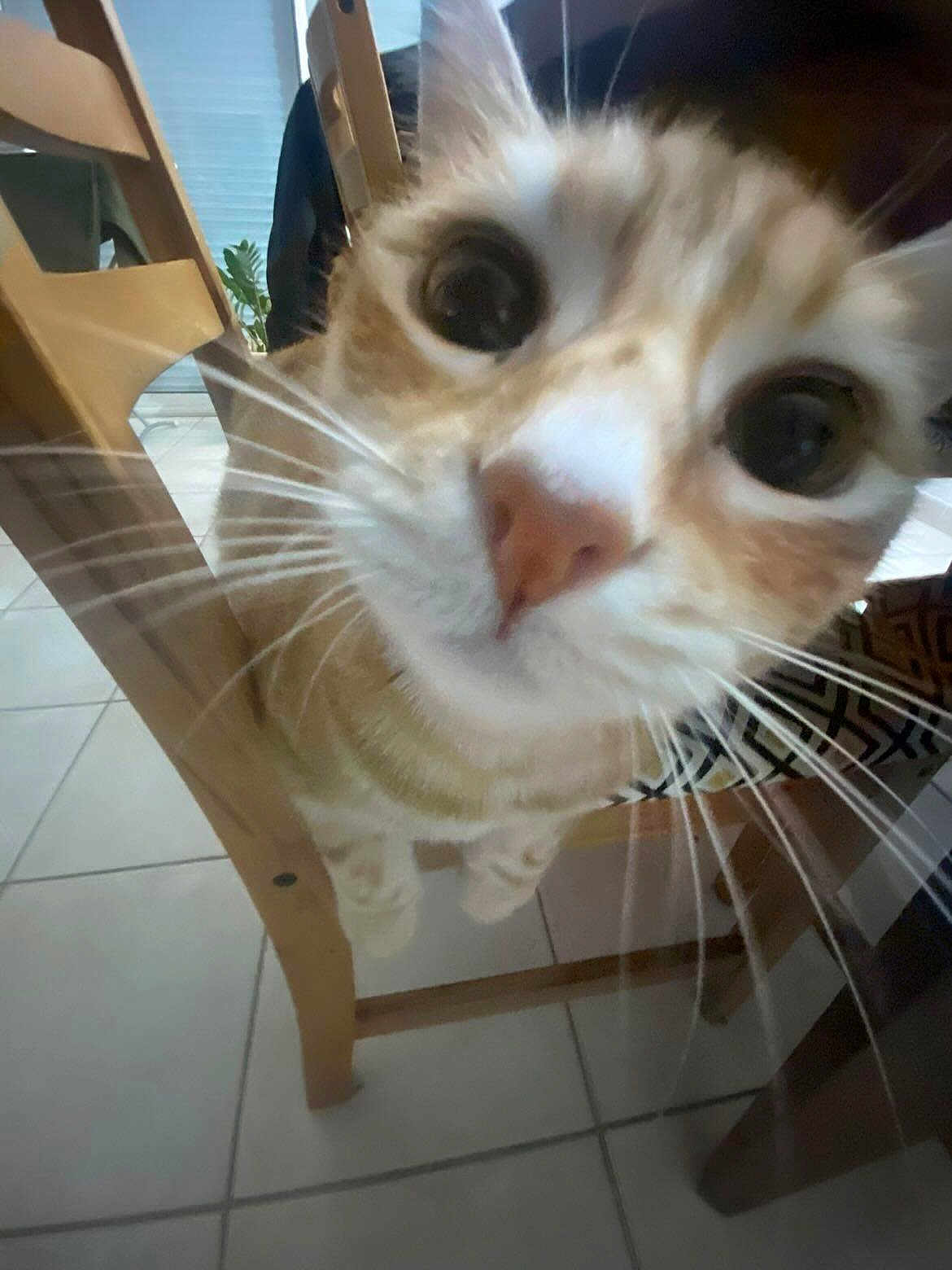 Whisky