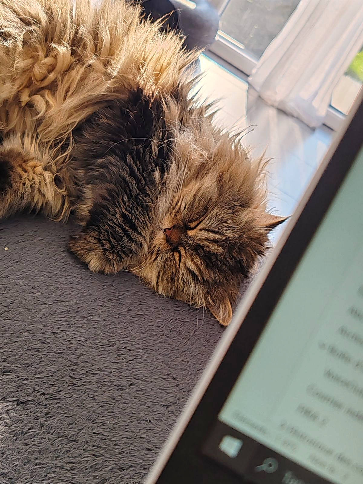 Oméga participe au concours pour gagner de l'argent avec cette photo : canidae, claw, comfort, communication_device, companion_dog, display_device, e_book_readers, feather, felidae, flooring, font, fur, fur_clothing, metal, small_to_medium_sized_cats, tail, whiskers, wing, wood