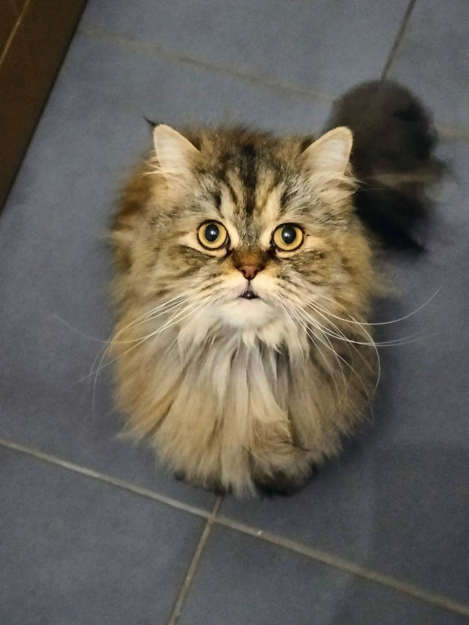 Oméga participe au concours pour gagner de l'argent avec cette photo : carnivore, cat, fawn, felidae, flooring, fur, hardwood, head, plant, small_to_medium_sized_cats, snout, terrestrial_animal, whiskers, wood