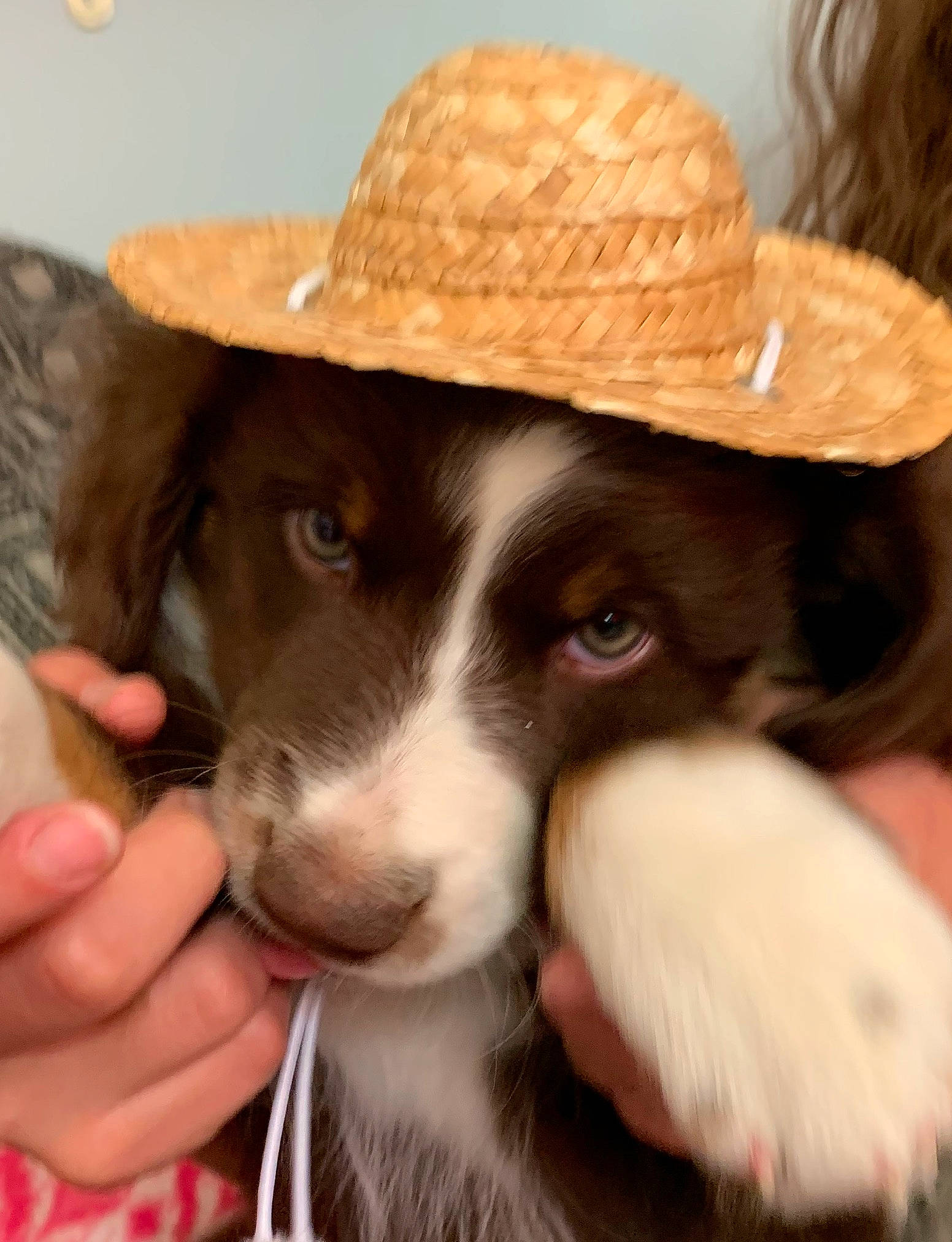 Jebediah From Pennsylvania is registered to the contest to win money with this photo: border_collie, canidae, carnivore, dog, dog_breed, hat, headgear, mammal, puppy, sporting_group