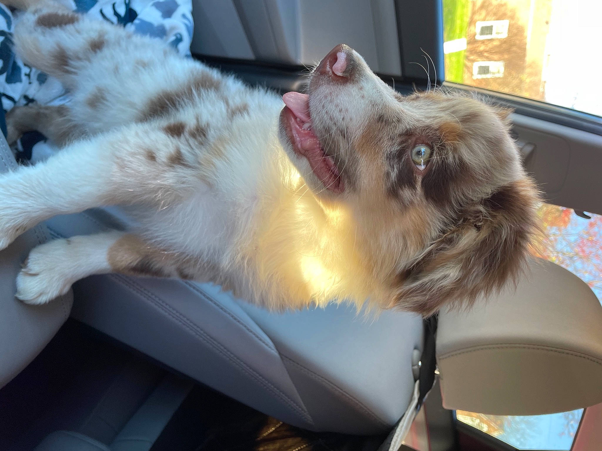 Leela joined the competition — help win amazing prizes! canidae, carnivore, cat, dog_breed, ear, felidae, fur, norwegian_forest_cat, paw, small_to_medium_sized_cats, sporting_group, whiskers