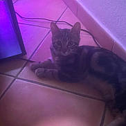 Tigrou a rejoint le concours — aidez-le/la à gagner de superbes lots ! cat, tabby_cat, floor, tile, indoor, purple_light, pet, animal, relaxed, curious, cable, screen, corner, resting, feline, domestic_animal, quiet, soft_light, young_cat, looking
