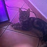 cat, tabby_cat, floor, tile, indoor, purple_light, pet, animal, relaxed, curious, cable, screen, corner, resting, feline, domestic_animal, quiet, soft_light, young_cat, looking