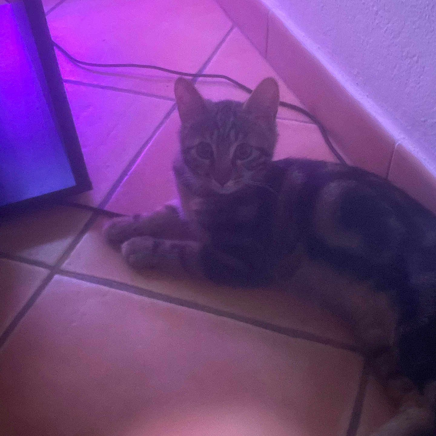Tigrou