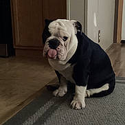 Louie joined the competition — help win amazing prizes! dog, bulldog, pet, animal, sitting, tongue, wrinkles, black_and_white, short_hair, indoors, home, rug, hardwood_floor, cabinet, doorway, portrait, close_up, looking_at_camera, cute, funny