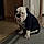 Louie