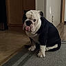 dog, bulldog, pet, animal, sitting, tongue, wrinkles, black_and_white, short_hair, indoors, home, rug, hardwood_floor, cabinet, doorway, portrait, close_up, looking_at_camera, cute, funny