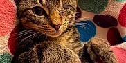 Charlie joined the competition — help win amazing prizes! cat, tabby, one-eyed, pet, animal, feline, cozy, blanket, polka_dot, colorful, cute, relaxed, whiskers, fur, indoor, resting, paw, close_up, snuggling, soft