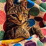 cat, tabby, one-eyed, pet, animal, feline, cozy, blanket, polka_dot, colorful, cute, relaxed, whiskers, fur, indoor, resting, paw, close_up, snuggling, soft