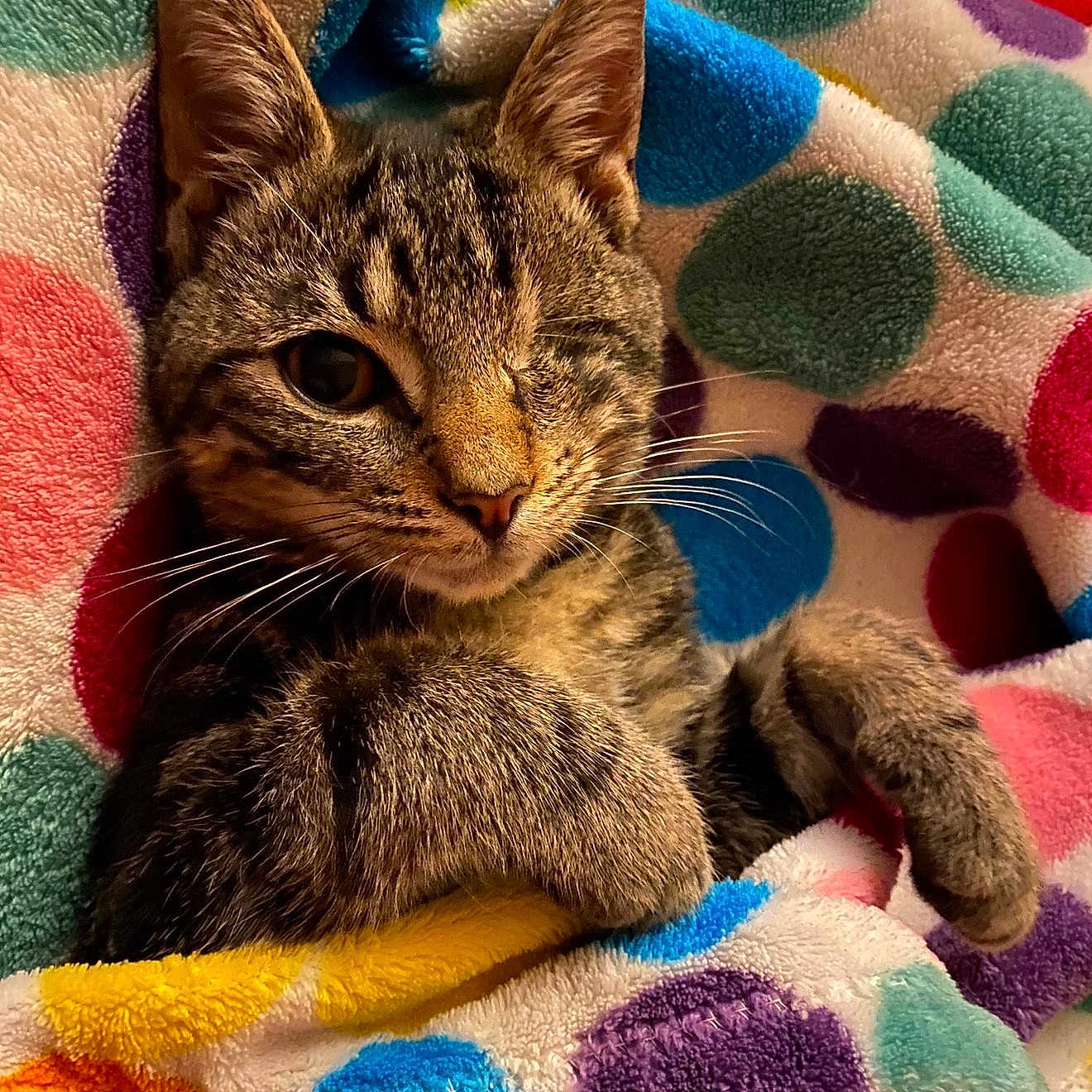 Charlie joined the competition — help win amazing prizes! animal, blanket, cat, close_up, colorful, cozy, cute, feline, fur, indoor, one-eyed, paw, pet, polka_dot, relaxed, resting, snuggling, soft, tabby, whiskers