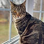 cat, tabby, one-eyed, window, indoor, pet, animal, fur, whiskers, golden_eye, striped, sitting, curious, close-up, portrait, natural_light, domestic_cat, feline, background_blur, peaceful