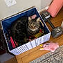 cat, tabby_cat, one_eyed_cat, storage_box, toys, stuffed_toy, pink_bunny, dumbbell, yoga_mat, wooden_floor, carpet, furniture, indoor, pet, animal, cute, relaxed, one_eye, pet_toys, home