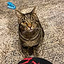 cat, tabby, one-eyed, pet, indoor, carpet, toy, animal, feline, curious, sitting, looking_up, whiskers, ears, face, floor, domestic, cute, playful, companion