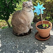 Minette a rejoint le concours — aidez-le/la à gagner de superbes lots ! animal, blue_eyes, bush, cat, concrete, cute, daylight, feline, fur, grass, greenery, nature, outdoor, pet, pinwheel, potted_plant, relaxed, shadow, sitting, sunlight