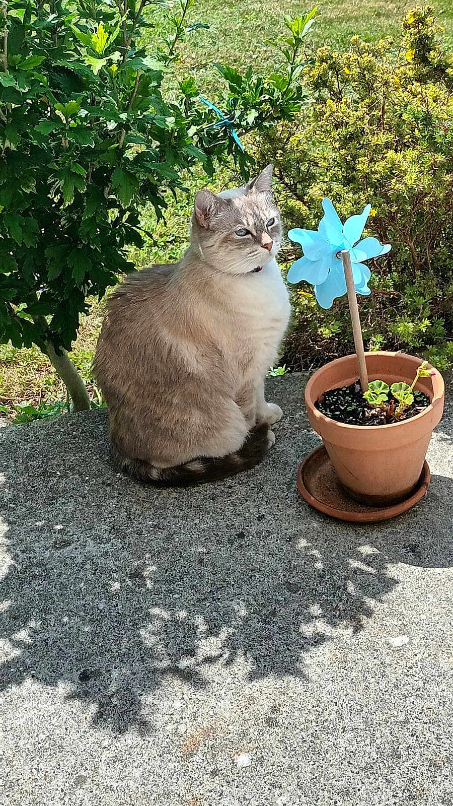 Minette