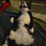 Apophis is registered to the contest to win money with this photo: animal, black_and_white_cat, blanket, cat, cozy, cute, domestic, floor, funny, furniture, home, indoor, lying_down, paws, pet, playful, relaxed, sleepy, whiskers, yawning