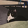 Apophis is registered to the contest to win money with this photo: animal, bed, black_and_white, blanket, cable, cat, cozy, ears, eyes, feline, fur, headboard, indoor, pet, pillow, relaxed, resting, spray_bottle, tuxedo_cat, whiskers