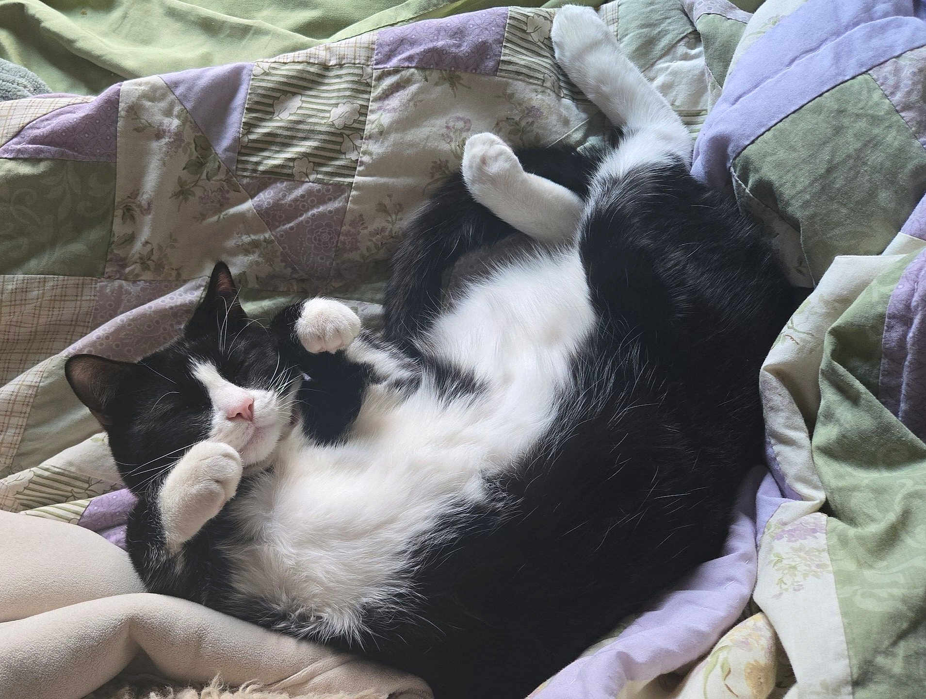 Apophis is registered to the contest to win money with this photo: animal, bed, black_and_white, blanket, cat, comfort, cozy, curled_up, cute, domestic, fur, indoor, mammal, paw, pet, quilt, relaxed, resting, sleeping, whiskers