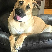 Mika joined the competition — help win amazing prizes! dog, pet, indoor, leather_chair, tongue_out, curious, playful, brown_fur, black_nose, ears, paws, relaxed, animal, canine, furniture, home, domestic, companion, portrait, friendly