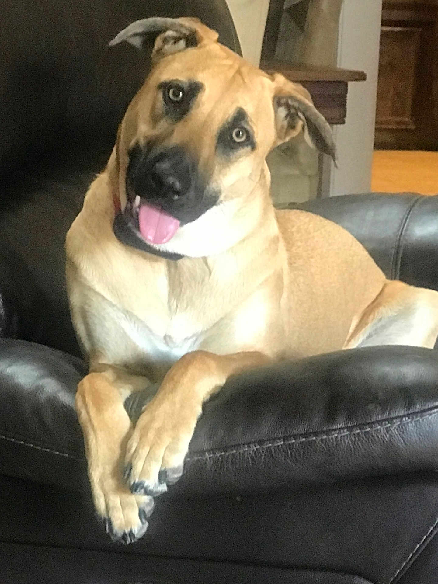 Mika joined the competition — help win amazing prizes! dog, pet, indoor, leather_chair, tongue_out, curious, playful, brown_fur, black_nose, ears, paws, relaxed, animal, canine, furniture, home, domestic, companion, portrait, friendly
