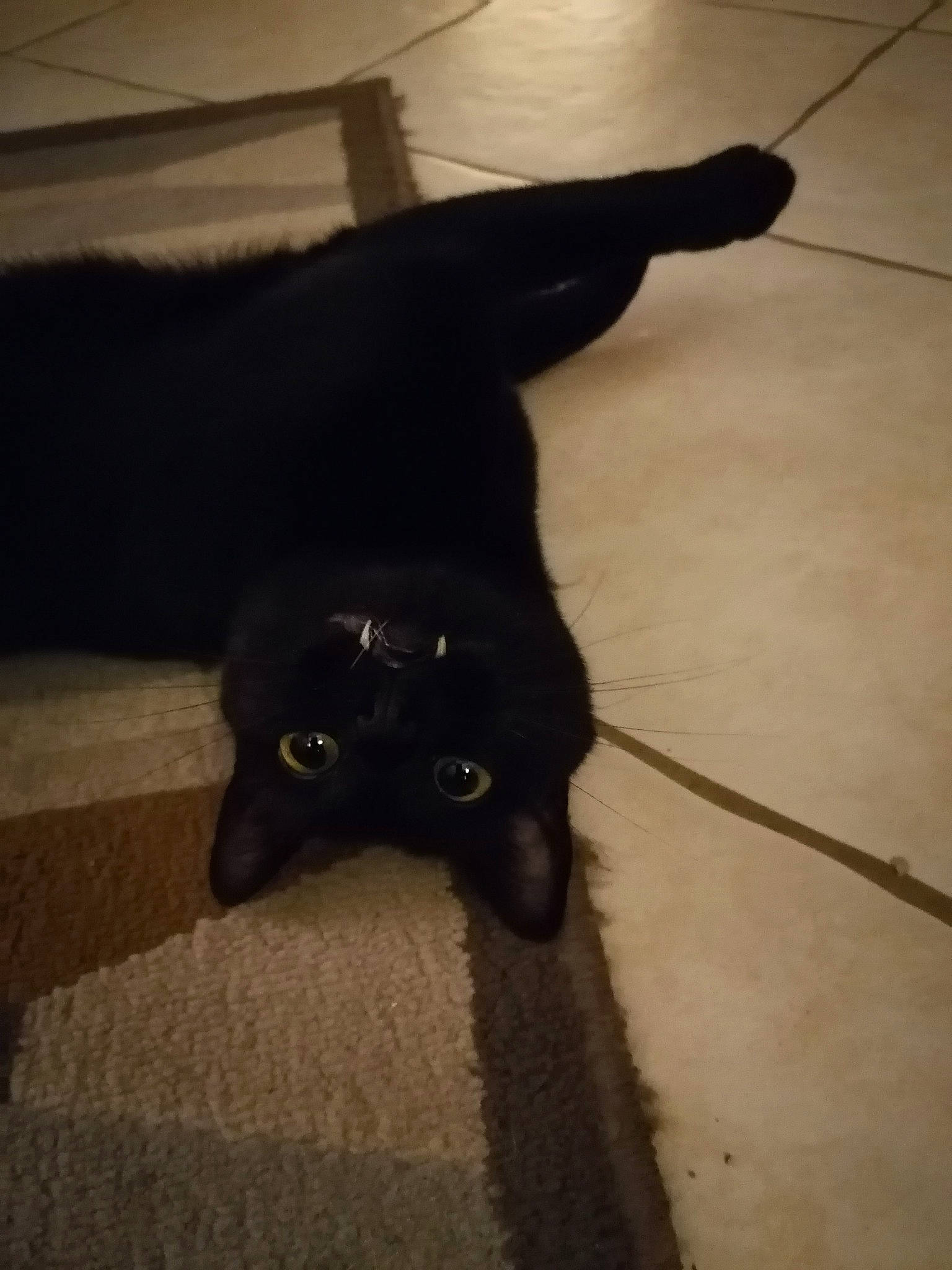 Noireau participe au concours pour gagner de l'argent avec cette photo : black, black_cat, bombay, british_shorthair, canidae, carnivore, cat, dog_breed, fawn, felidae, floor, fur, small_to_medium_sized_cats, sporting_group, tail, whiskers