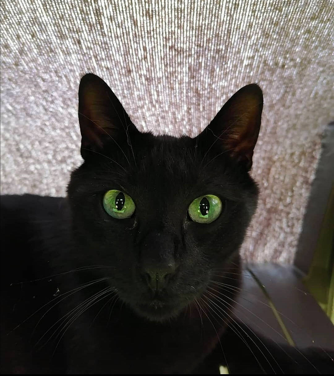 Noireau a rejoint le concours — aidez-le/la à gagner de superbes lots ! asian, black_cat, bombay, burmese, carnivore, cat, domestic_short_haired_cat, eye, felidae, havana_brown, korat, mammal, small_to_medium_sized_cats, snout, vertebrate, whiskers