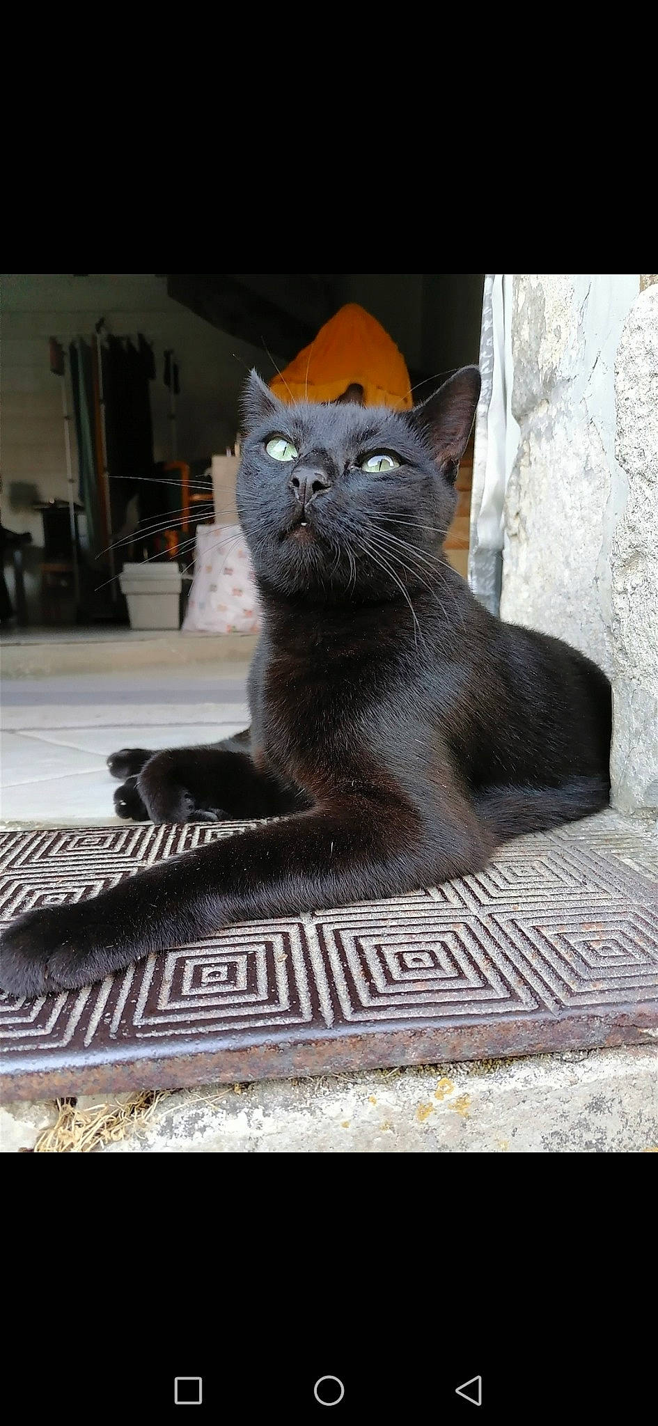 Noireau participe au concours pour gagner de l'argent avec cette photo : asian, black_cat, british_shorthair, burmese, carnivore, cat, chartreux, domestic_short_haired_cat, felidae, korat, mammal, nebelung, polydactyl_cat, russian_blue, small_to_medium_sized_cats, snout, vertebrate, whiskers