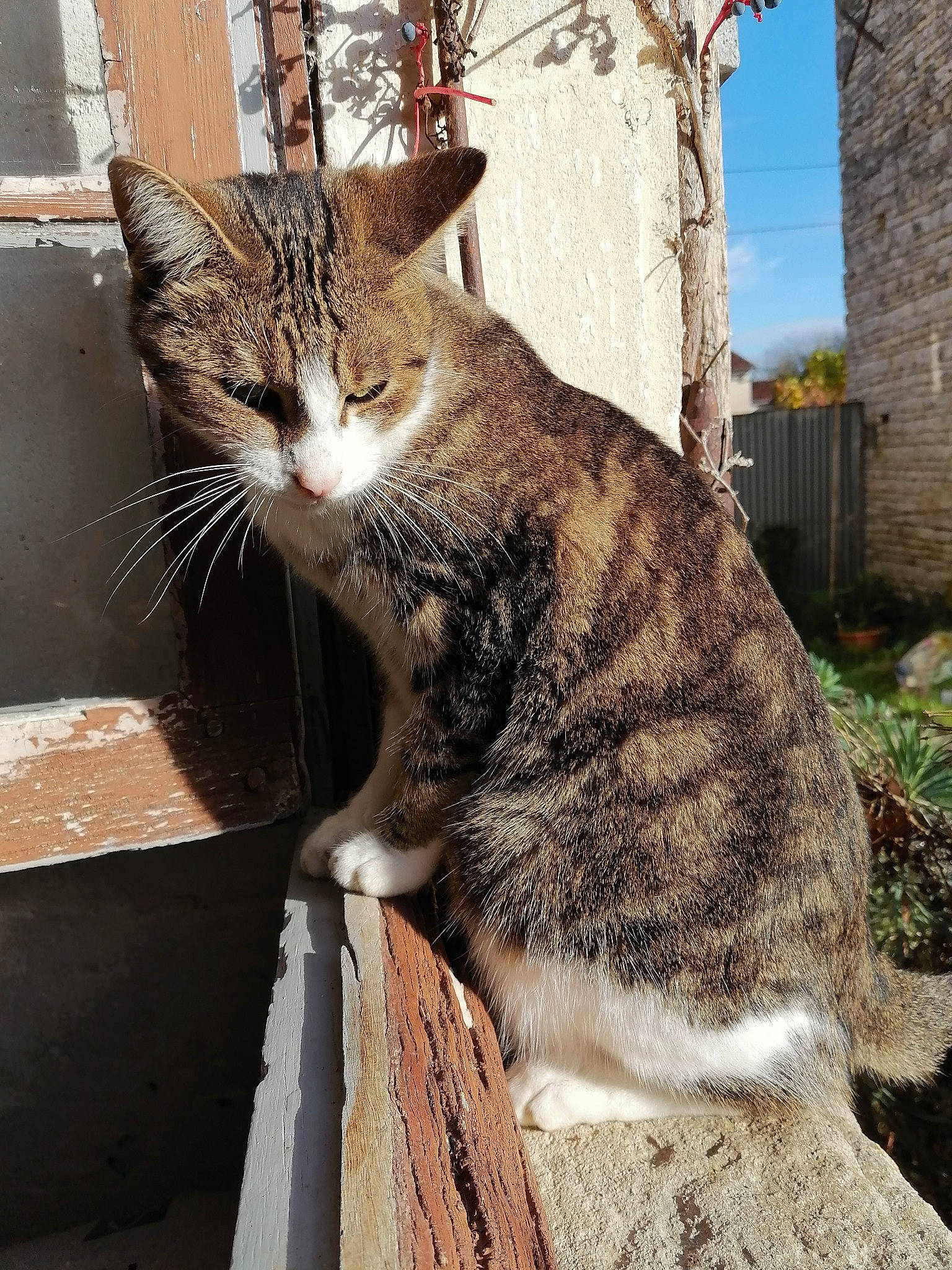 Titi a rejoint le concours — aidez-le/la à gagner de superbes lots ! aegean_cat, asian, carnivore, cat, domestic_short_haired_cat, dragon_li, european_shorthair, felidae, fur, kitten, plant, small_to_medium_sized_cats, snout, tabby_cat, tree, whiskers, wild_cat, window