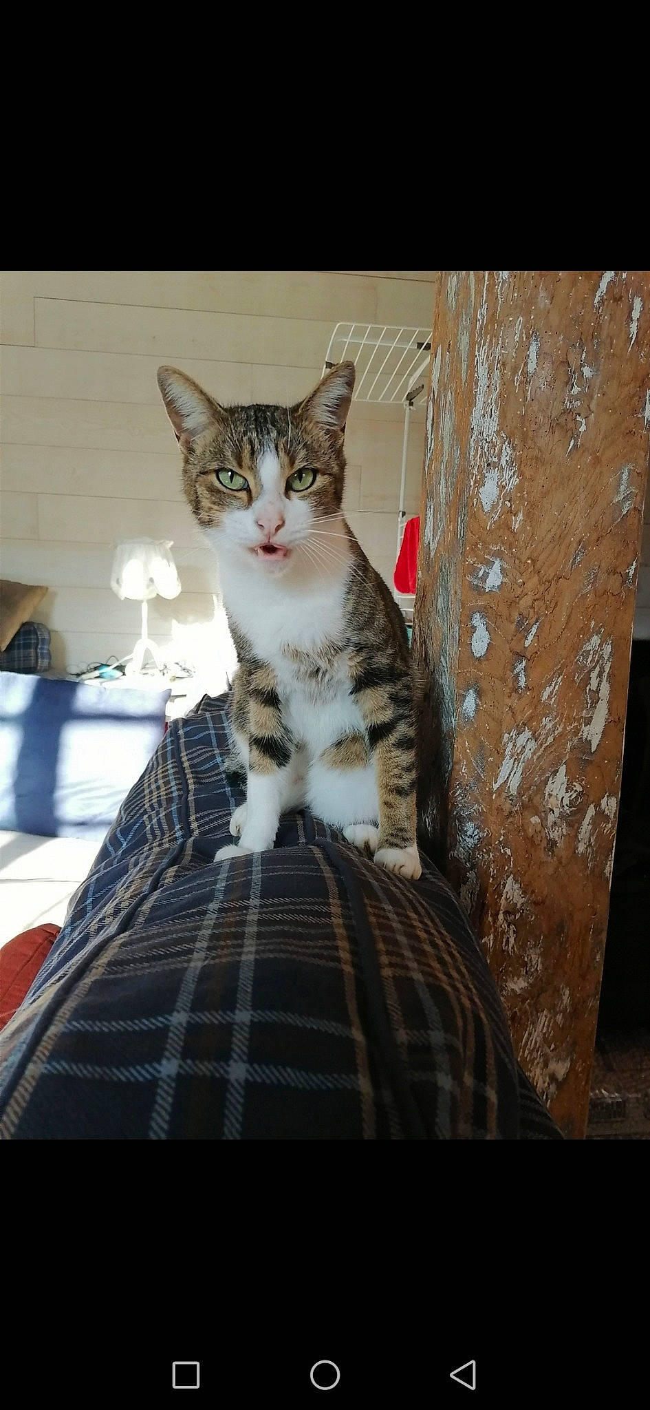 Titi participe au concours pour gagner de l'argent avec cette photo : aegean_cat, american_shorthair, american_wirehair, asian, carnivore, cat, domestic_short_haired_cat, dragon_li, egyptian_mau, european_shorthair, felidae, kitten, mammal, polydactyl_cat, small_to_medium_sized_cats, tabby_cat, whiskers