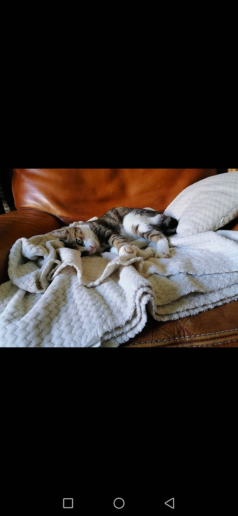 Titi participe au concours pour gagner de l'argent avec cette photo : beige, blanket, fur, shoe, whippet