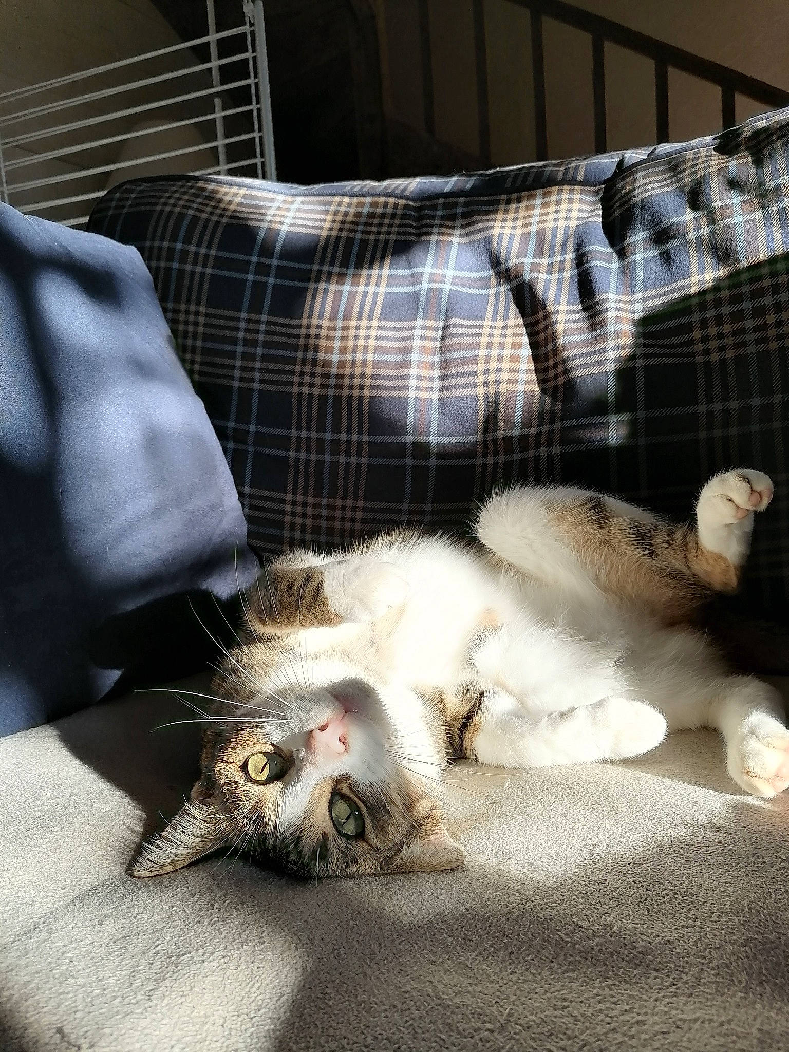 Titi participe au concours pour gagner de l'argent avec cette photo : american_curl, carnivore, cat, claw, european_shorthair, felidae, fur, kitten, norwegian_forest_cat, paw, polydactyl_cat, small_to_medium_sized_cats, whiskers