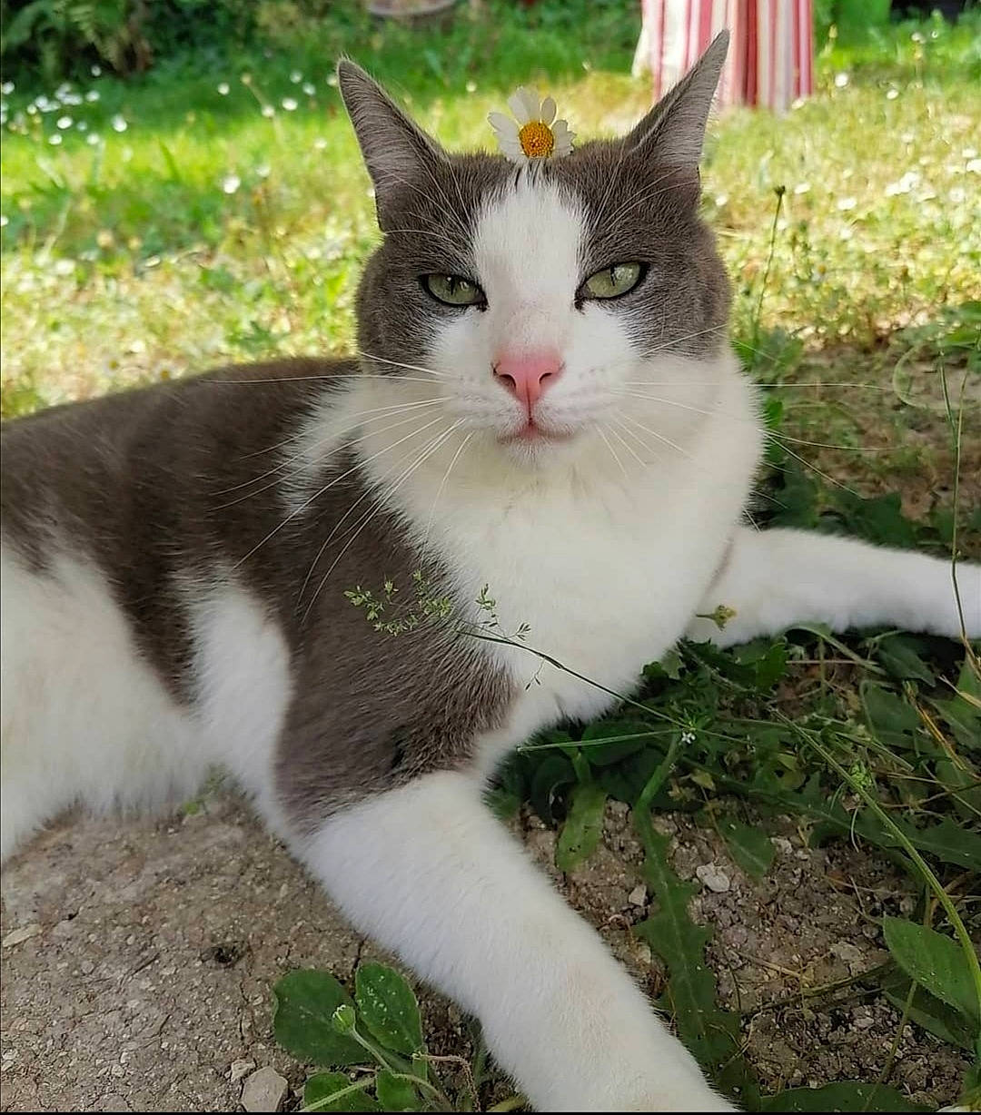 Grougrougn participe au concours pour gagner de l'argent avec cette photo : aegean_cat, american_wirehair, carnivore, cat, domestic_short_haired_cat, european_shorthair, eye, felidae, grass, mammal, plant, polydactyl_cat, small_to_medium_sized_cats, tail, whiskers