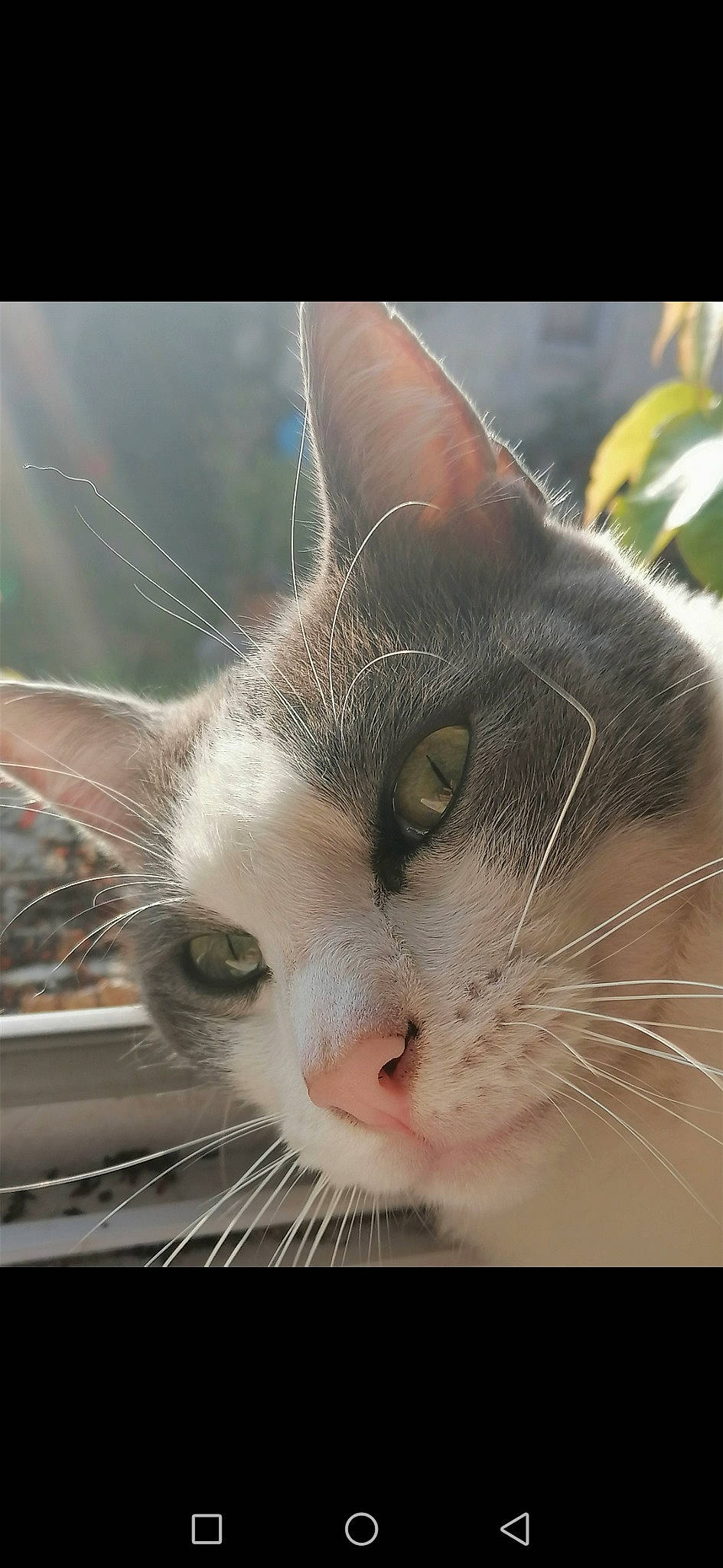 Grougrougn participe au concours pour gagner de l'argent avec cette photo : aegean_cat, american_wirehair, asian, carnivore, cat, close_up, domestic_short_haired_cat, eye, felidae, nose, ojos_azules, organism, photography, singapura, small_to_medium_sized_cats, snout, whiskers