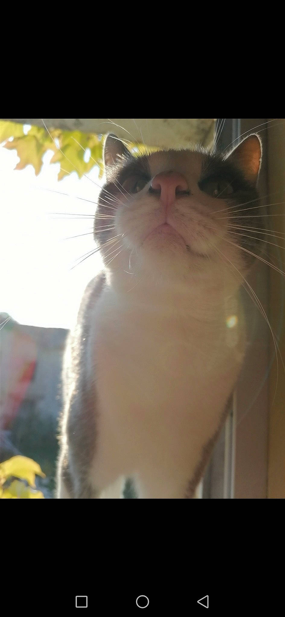 Grougrougn a rejoint le concours — aidez-le/la à gagner de superbes lots ! aegean_cat, american_wirehair, asian, carnivore, cat, domestic_short_haired_cat, ear, fawn, felidae, fur, kitten, mammal, nose, polydactyl_cat, small_to_medium_sized_cats, snout, tail, whiskers