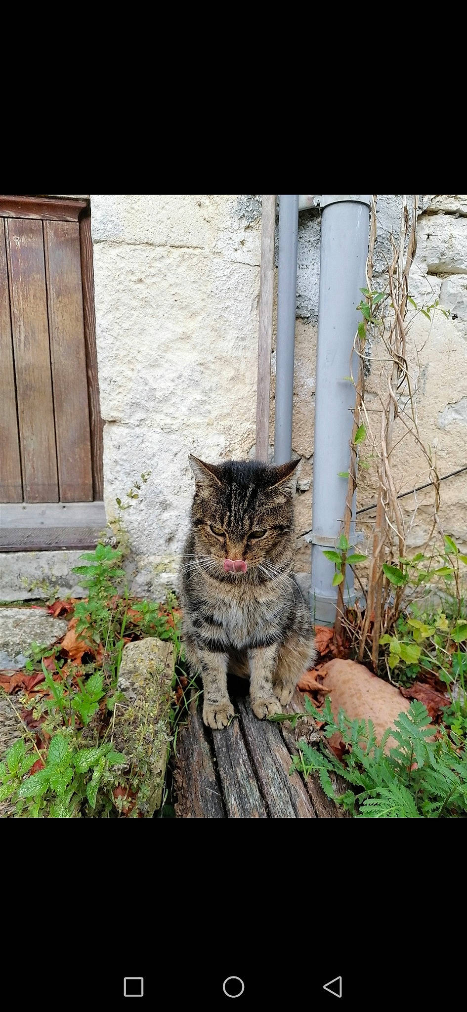 Toutoune a rejoint le concours — aidez-le/la à gagner de superbes lots ! aegean_cat, asian, carnivore, cat, domestic_short_haired_cat, dragon_li, european_shorthair, eye, felidae, kitten, organism, pixie_bob, plant, polydactyl_cat, small_to_medium_sized_cats, snout, tabby_cat, tree, whiskers, wild_cat