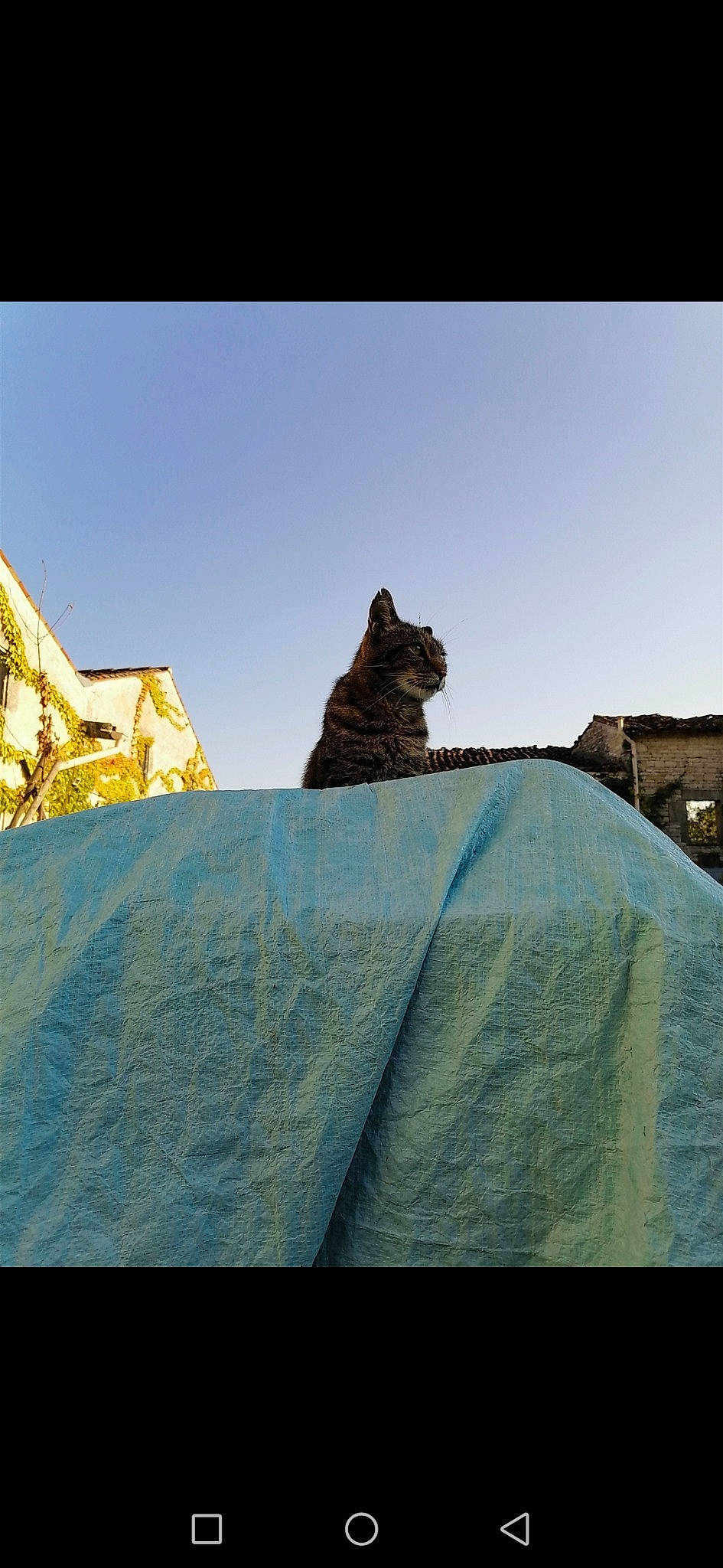 Toutoune participe au concours pour gagner de l'argent avec cette photo : architecture, art, cat, felidae, monument, photography, rock, roof, sculpture, sky, small_to_medium_sized_cats, statue, stock_photography