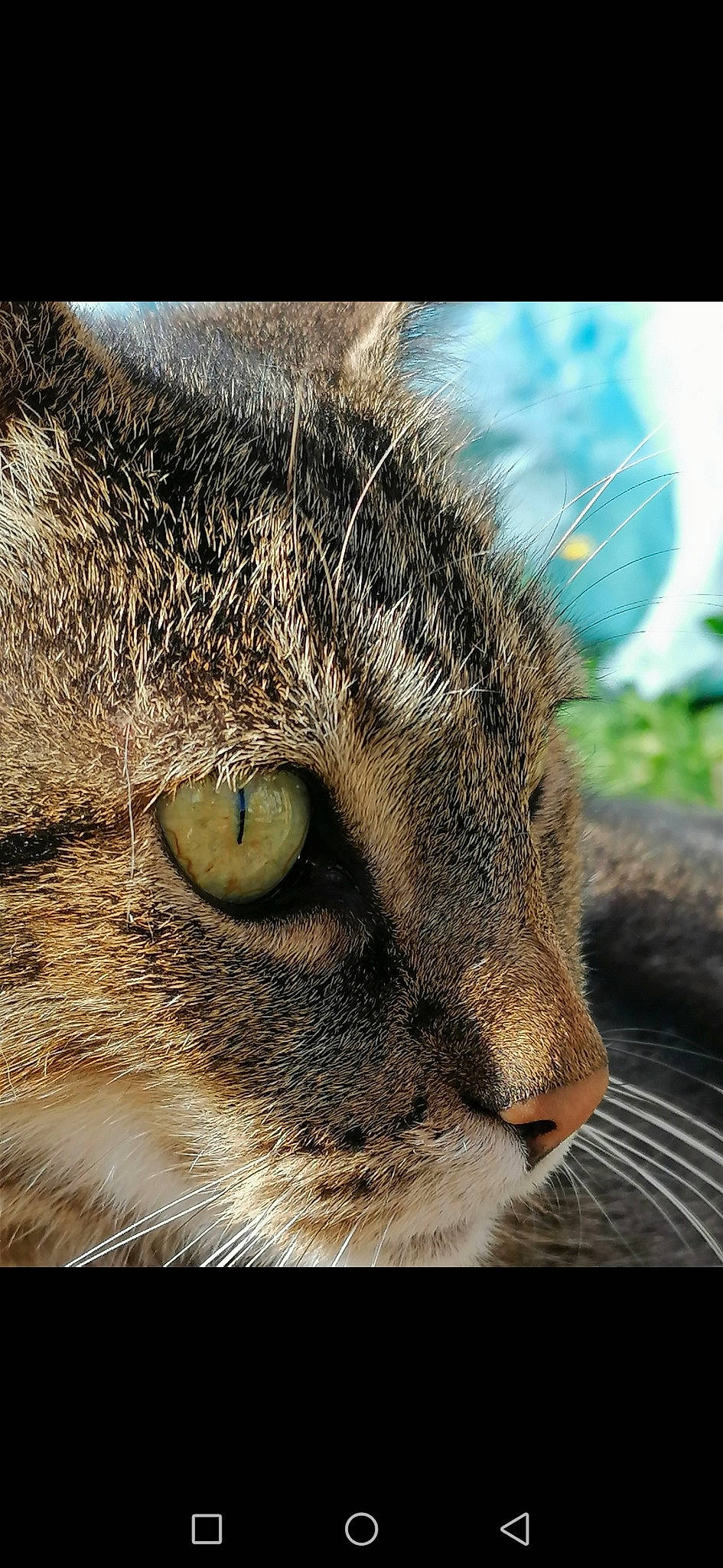 Toutoune participe au concours pour gagner de l'argent avec cette photo : aegean_cat, carnivore, cat, close_up, domestic_short_haired_cat, european_shorthair, eye, felidae, fur, mammal, nose, organ, photography, sky, small_to_medium_sized_cats, snout, tabby_cat, whiskers, wild_cat, wildlife