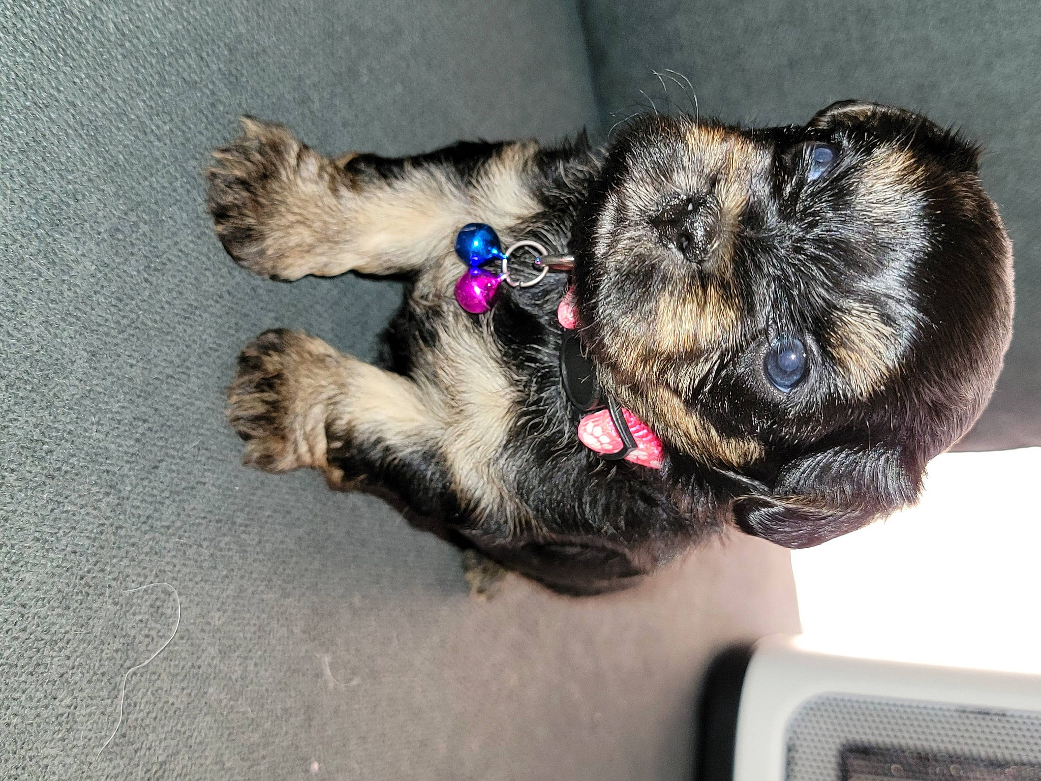 Loni is registered to the contest to win money with this photo: canidae, carnivore, claw, collar, companion_dog, dog_breed, domestic_short_haired_cat, ear, fawn, felidae, foot, fur, paw, puppy, small_to_medium_sized_cats, sporting_group, tail, whiskers, working_animal