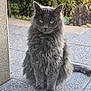 animal, bushes, cat, close_up, daylight, domestic_cat, feline, fluffy, glass_door, gray_cat, greenery, nature, outdoor, patio, pet, portrait, rock, serious_expression, sitting, stone_floor