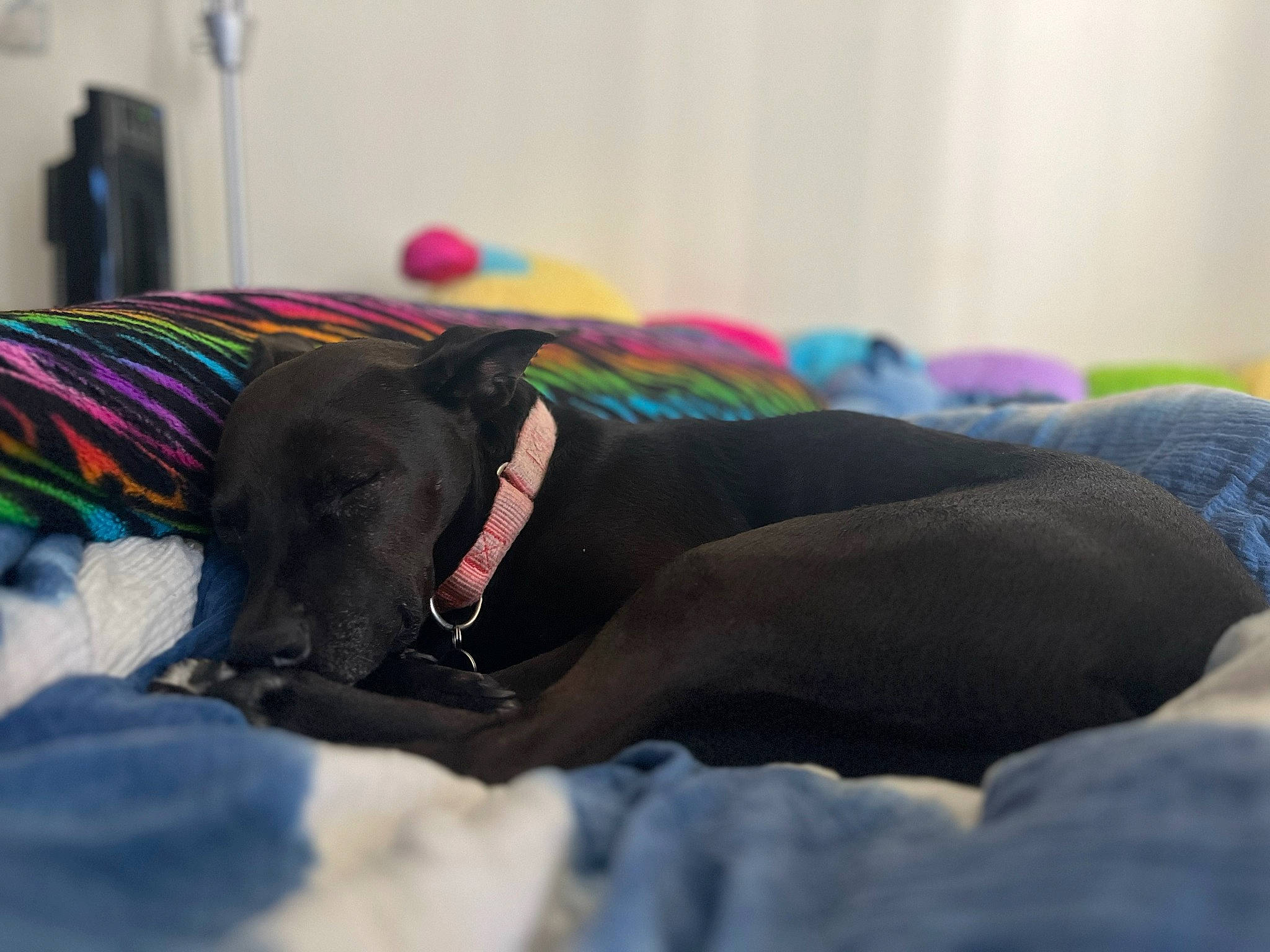 Nikita is registered to the contest to win money with this photo: carnivore, collar, comfort, companion_dog, couch, dog, dog_breed, dog_collar, dog_supply, fawn, flooring, grey, guard_dog, linens, magenta, pet_supply, purple, sporting_group, tail, working_animal