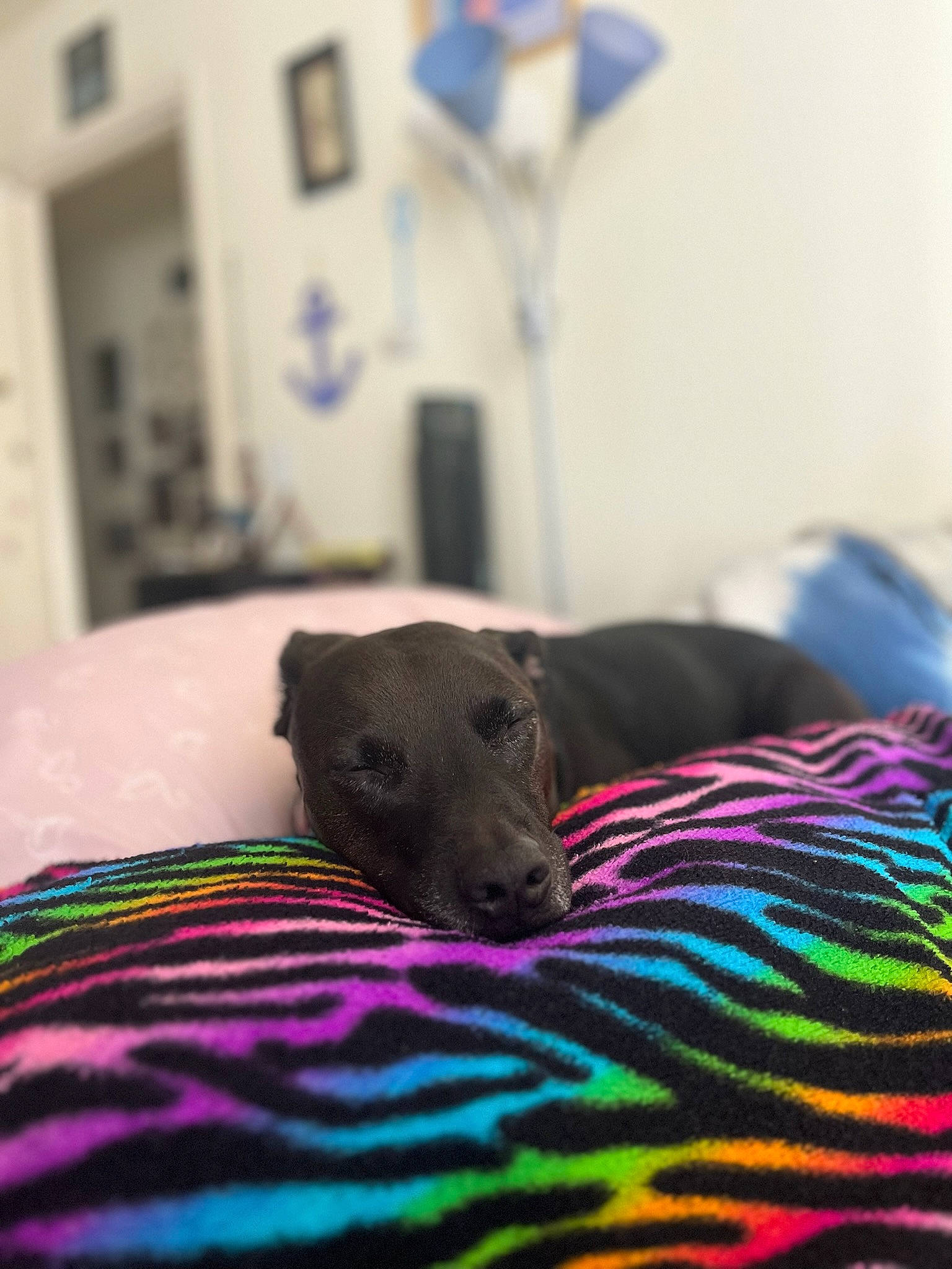 Nikita is registered to the contest to win money with this photo: bed, canidae, carnivore, comfort, companion_dog, dog, dog_breed, fawn, felidae, fur, grey, linens, magenta, pattern, picture_frame, purple, snout, sporting_group, textile, whiskers
