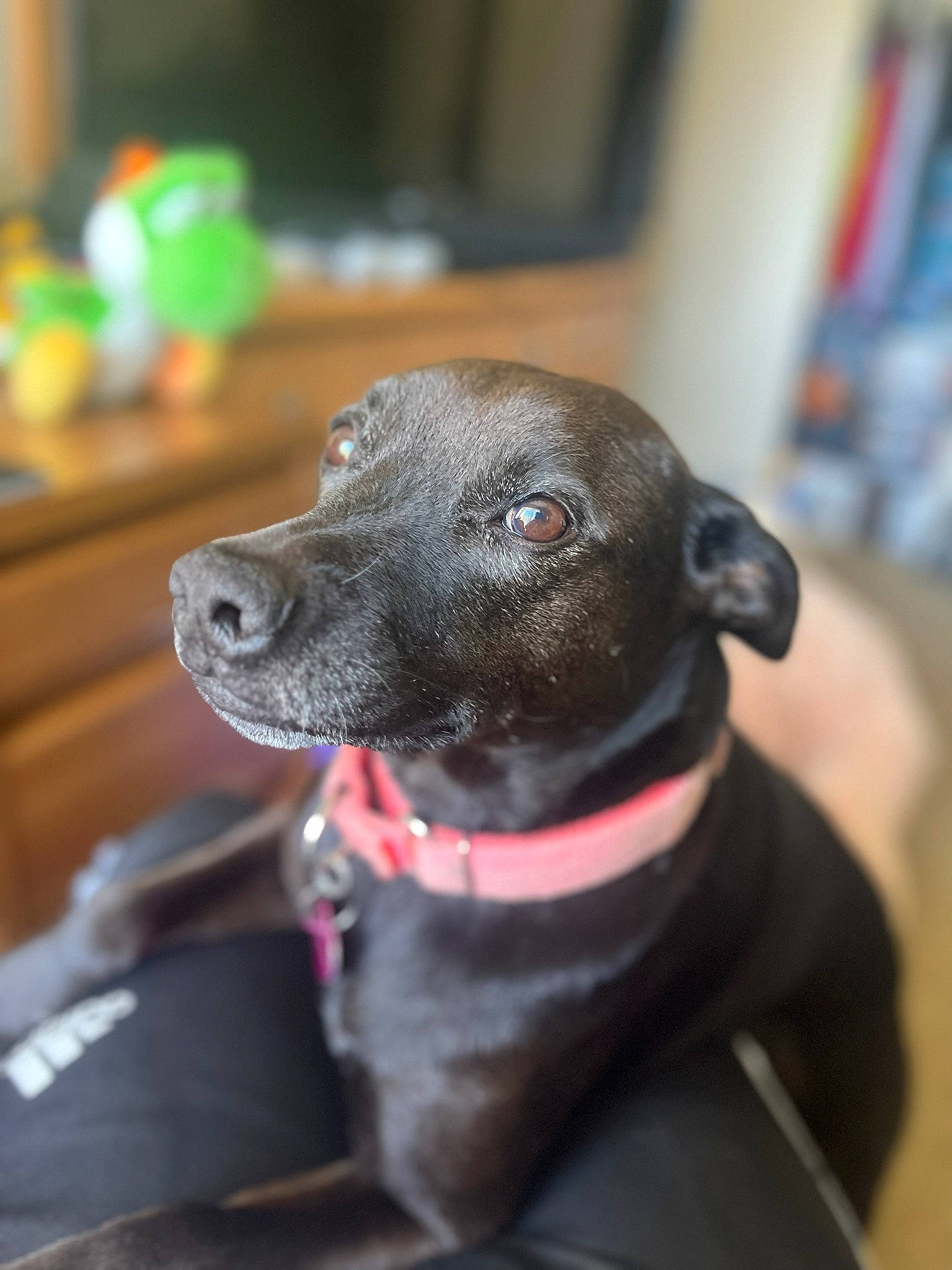 Nikita joined the competition — help win amazing prizes! borador, carnivore, collar, companion_dog, dog, dog_breed, dog_collar, dog_supply, fashion_accessory, fur, guard_dog, leash, liver, non_sporting_group, pet_supply, pointing_breed, snout, sporting_group, whiskers, working_animal