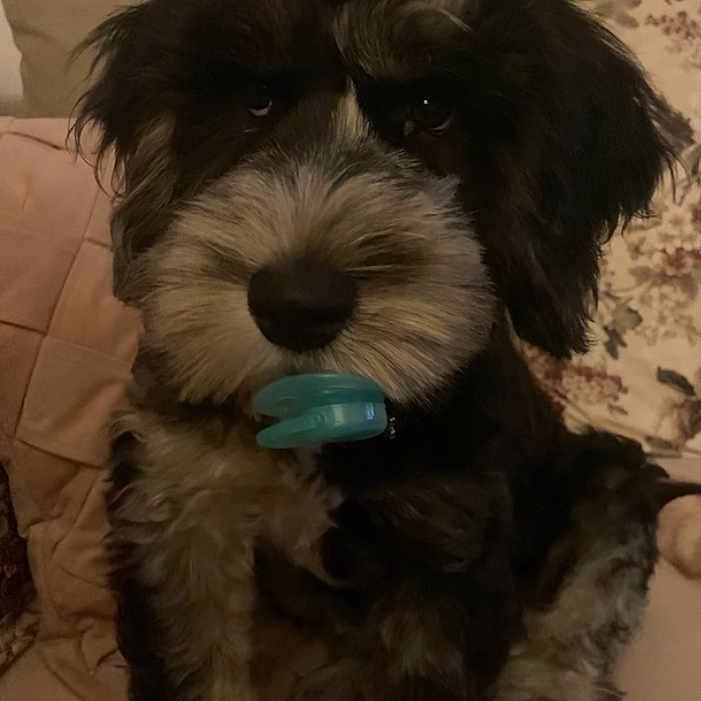 Tayo is registered to the contest to win money with this photo: animal, black_and_gray, couch, cozy, cute, dog, domestic_animal, ears, face, fluffy, fur, home, indoor, nose, pacifier, paw, pet, puppy, sitting, young_dog